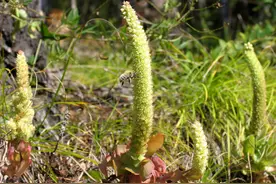 俗语：“公牛欲望不太好，多多饲喂‘不老草’”，是啥意思？图片