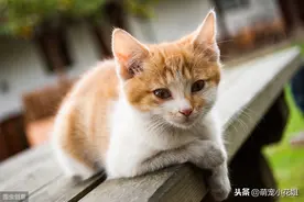 辟谣，猫咪到处乱尿是闹脾气？并非如此，可能是猫咪下泌尿道感染图片