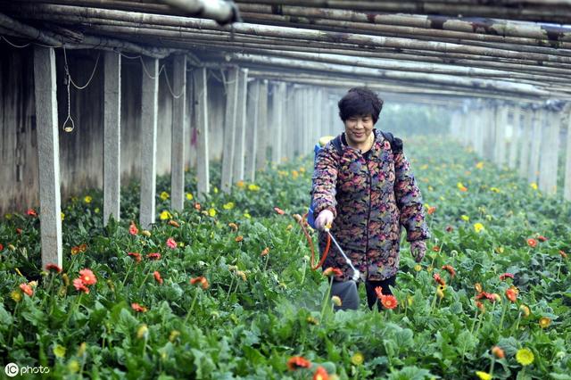 高锰酸钾是一种肥药两用，无毒、无残留、无公害的蔬菜杀菌剂！