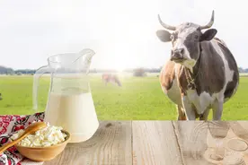 奶牛重度临床型乳房炎的诊断和治疗图片