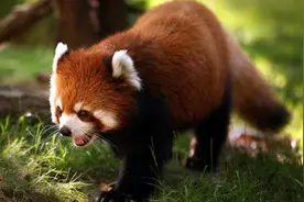 小熊猫遇黄喉貂，站起来张开双臂，还吐舌头，企图吓住它趁机逃跑图片