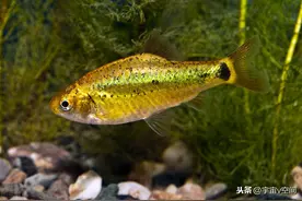 空池塘时间长了为何会自动有鱼，这些鱼又从何而来？图片