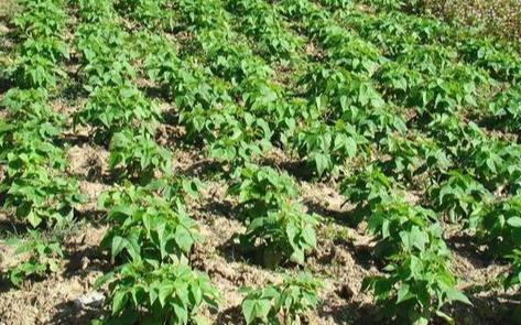 红小豆根腐病造成缺苗断垄荚少粒秕，药剂只救急，有效预防是关键