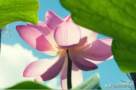 拍荷花10大禁忌，摄影新手引以为戒！快来看你犯戒了吗？图片