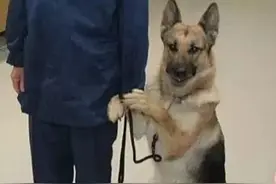 功勋警犬上台领奖，本来气氛挺严肃，看到它的举动都忍不住憋笑图片