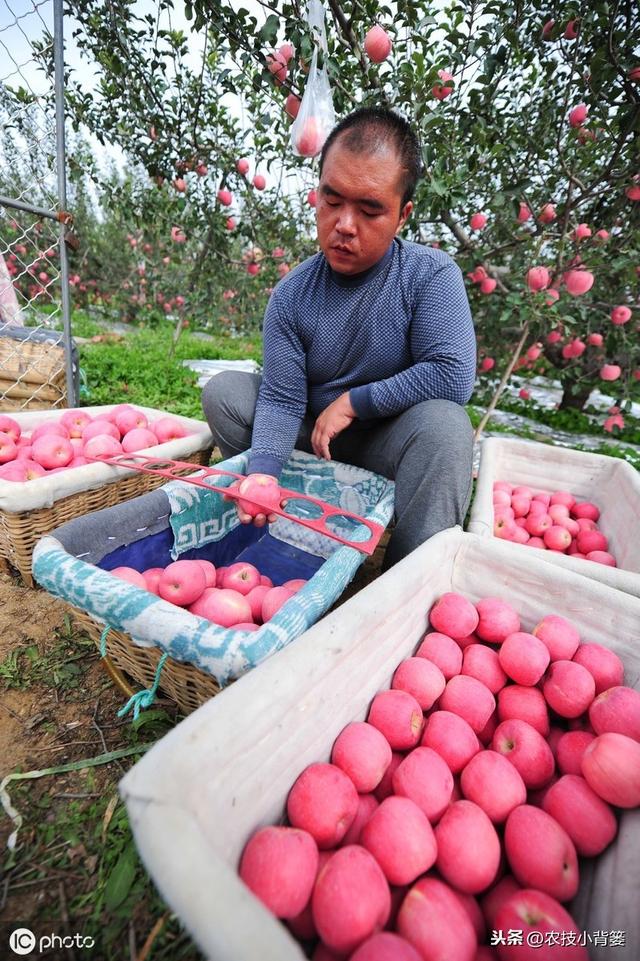 如何提高苹果花芽分化的的数量和质量？这六个技术要点要明确