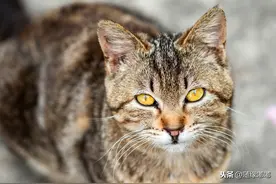 随拍校园里流浪狸花幼猫，疫情过后，希望你们还在图片