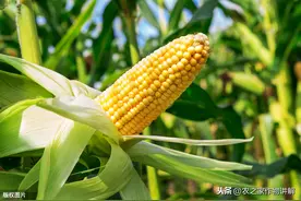 十大类杀虫剂作用方式解析图片