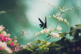 一点相思，足以慰风尘图片