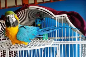 网购鹦鹉被坑，花5块钱买一只鹦鹉，店主：坑多多上买想得美图片