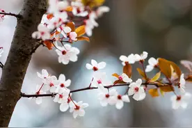#唤醒好春光# 看大连中山公园 美好的景色并不远 就在我们身边图片