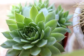 多肉徒长怎么处理？“3”步控长处理，植株变得紧凑有型图片