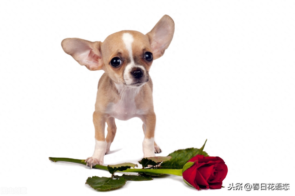 最可爱的小犬吉娃娃,单纯无辜的眼神,瞬间把人融化