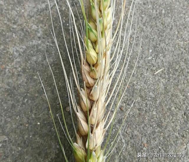 小麦赤霉病即将大爆发，防治不能马虎！