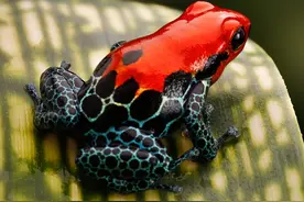 最致命的毒蛙，3分钟毒死10人，而且它的毒没有解药图片