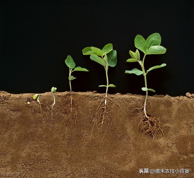 作物根系不良、长势差，使用哪种生根剂促根、缓苗、壮棵效果好？