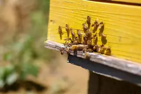 养蜂秘籍之乾坤大挪移，避免中蜂回蜂就用这个方法图片