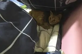 故事：男子睡觉感觉床单湿了，掀起被子一看眼睛都直了：还有这种操作图片