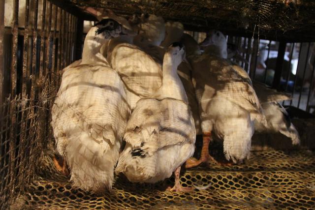 浅谈精氨酸对肉鸡的重要性