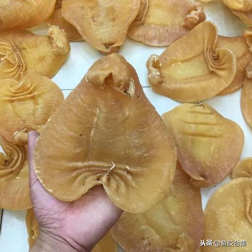 蜘蛛肚花胶价格 2026年蜘蛛片花胶