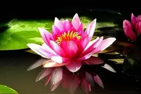摊破浣溪沙 . 睡莲图片