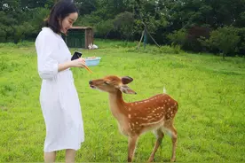 “美女喂鹿”打一成语，你猜到了吗？图片