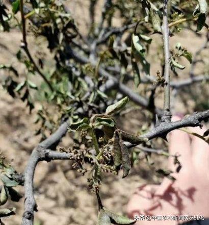 花椒树如何预防倒春寒？大致可分三大类