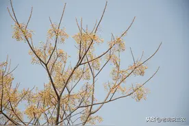 苦楝子以前当废物，现在当“宝贝”，一斤50元有人收，咋回事？图片