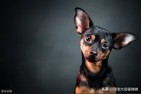 只要狗狗认定了你，那它就会全方位记住你图片