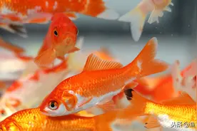 养金鱼不知道喂什么食物？选这四种，让鱼蹭蹭长图片
