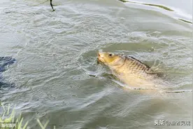 实用的黑坑做窝技巧，这就是为什么黑坑高手后期一直中鱼的秘密图片