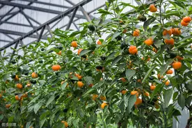 彩椒高产栽培管理技术，掌握科学要点。帮助种植户解决困扰图片