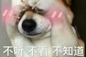 为什么犬类在交配后会“锁”住，无法分开？图片