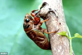 农村人晚上爱找的知了猴真的能吃吗？为什么南方人从来不吃？图片