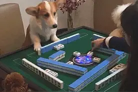 主人无聊拉上3只狗打麻将，别说还真像那么回事儿：一家的戏精图片