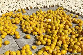 陈皮这样晒制才是宝，关键是晒对存好，晒错了价值不如草图片