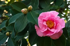 茶花在夏季可以修剪吗？夏季养护应该注意什么？图片