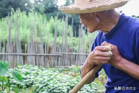 秋播蔬菜，要想肥嫩好吃，卖上好价钱，这3个小窍门一定要掌握图片