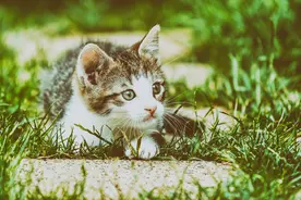 我家的小捣蛋鬼图片