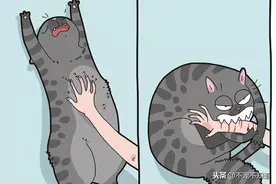 养猫人的N种迷惑行为，猫咪：我家铲屎的是不是欠咬图片