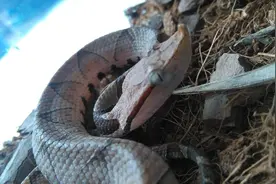 五步蛇和银环蛇哪个更毒？被五步蛇咬走5步不会没命，但也够吓人图片