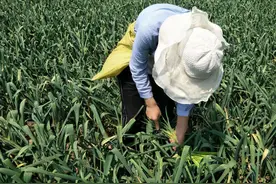 菏泽蒜薹丰收，一亩地卖100元，不够人工费农民直接砍地里图片