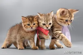 这4种常见的猫咪传染病，铲屎官们要当心了图片