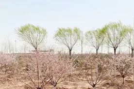 邯郸市复兴区拆迁拆违抓落实，植树绿化看行动图片