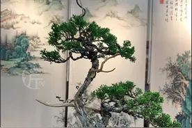 真柏盆景造型要好看？造枝、养势，藏露得宜，彰显含蓄美感图片