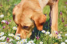 狗狗出门左闻右嗅，大多数人习以为常，却不知这是异食癖的源头图片