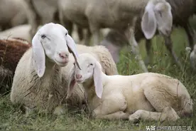 羔羊饲养“把四关”图片