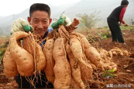 “倒插”红薯藤，产量成倍增长？老农：一根藤上七个娃图片