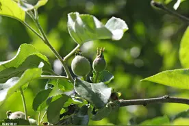 5~6月苹果管理，抓3方面：疏果定果、果实套袋、夏季修剪图片