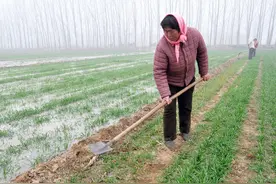 农业谚语：麦吃腊月土，一亩两石五，古代劳动人民总结的真在理！图片